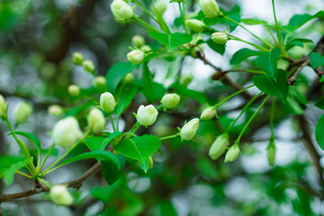 White buds of an apple tree on a branch. Spring in Russia.