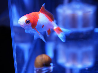 水槽の金魚