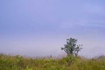Fototapeta premium Nature landscape at the location Kio Mae Pan nature trail , Doi Inthanon national park Chom Thong District, Chiang Mai Province North of Thailand