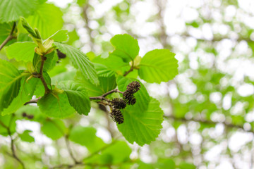 Cones on a walnut tree. Green leaves on a tree.