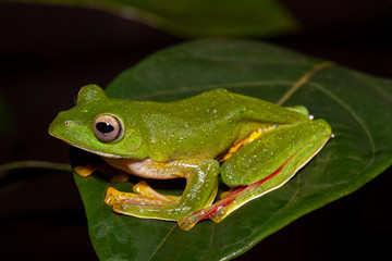 Malabar Gliding Frog or Rhacophorous Malabaricus seen in night at Amboli,Sindhudurga,Maharashtra,india