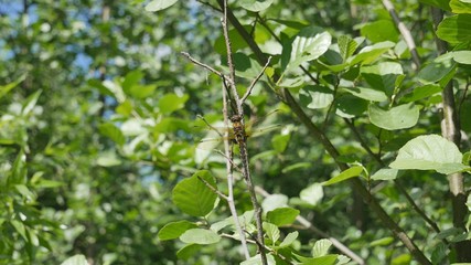 Dragonfly on branch.