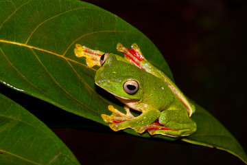 Malabar Gliding Frog or Rhacophorous Malabaricus seen in night at Amboli,Sindhudurga,Maharashtra,india