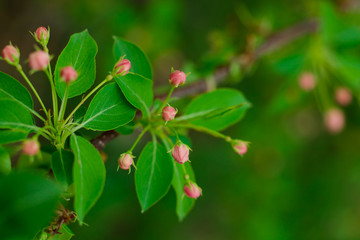 Naklejka na ściany i meble Little pink buds on a tree branch. Spring came.