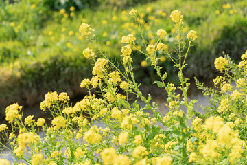免々田川の菜の花