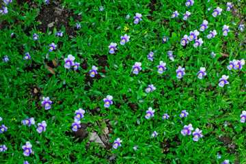 Pansies on a background of green grass. Flower pattern.