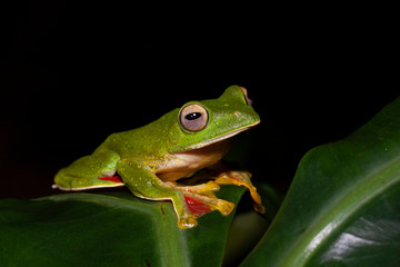 Malabar Gliding Frog or Rhacophorous Malabaricus seen in night at Amboli,Sindhudurga,Maharashtra,india