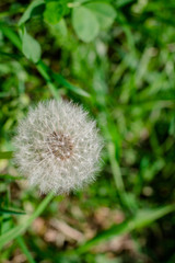 White dandelion on the green grass