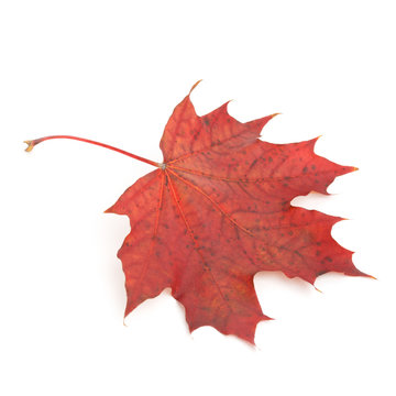 Colorful dry autumn maple leaf