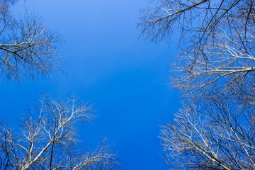 Blue sky with tree branches. View from below.