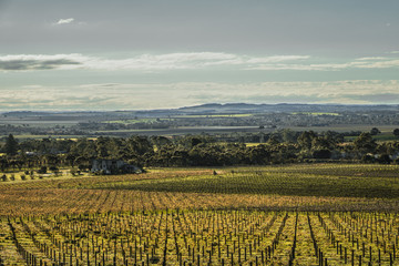 Vineyard in South Australia