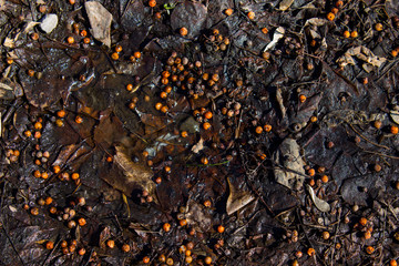 Wet leaves from trees with rowan berries. Autumn slush and dirt on the street.