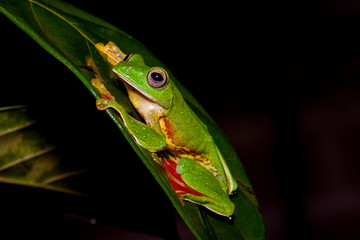 Malabar Gliding Frog or Rhacophorous Malabaricus seen in night at Amboli,Sindhudurga,Maharashtra,india