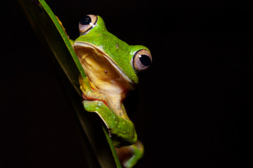 Malabar Gliding Frog or Rhacophorous Malabaricus seen in night at Amboli,Sindhudurga,Maharashtra,india