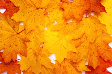 Naklejka na ściany i meble background of autumn maple leaves,colorful leaves