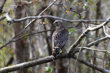 hawk