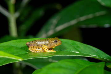 Tadpole of Malabar Gliding Frog or Rhacophorous Malabaricus seen in night at Amboli,Sindhudurga,Maharashtra,india