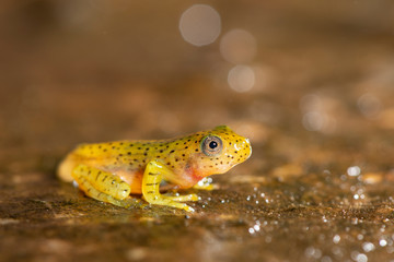 Tadpole of Malabar Gliding Frog or Rhacophorous Malabaricus seen in night at Amboli,Sindhudurga,Maharashtra,india