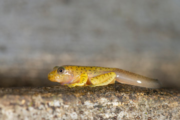 Tadpole of Malabar Gliding Frog or Rhacophorous Malabaricus seen in night at Amboli,Sindhudurga,Maharashtra,india