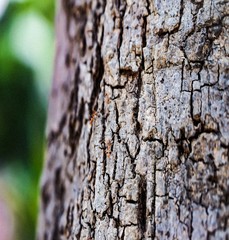 bark of a tree