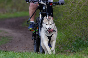 Chien de traîneau en course