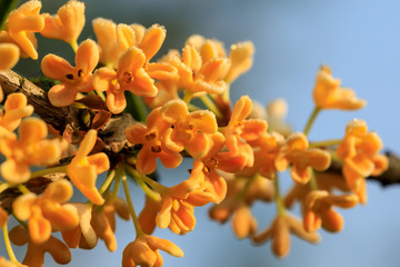 Yellow osmanthus blooming in the garden