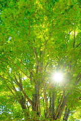 Fototapeta na wymiar Sun is shining through the green leaves of a mighty platanus tree