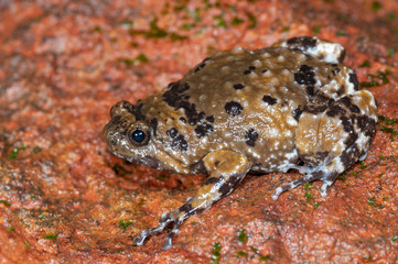 Amphibian,Amboli,Sindhudurga,Maharashtra,Habitat,India,Travel,Beautiful,Colorful,Vibrant,vivid,Monsoon,Nature,Natural,Wild,Wildlife,Mountains,Hills,Evening,Incredible,Young,Family,Famous,Popular,gatew