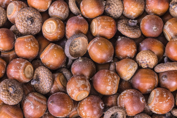 large acorns top view. background with acorns (filling the picture). texture with acorns.