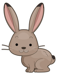 Animal Desert Jack Rabbit Illustration