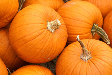 Thanksgiving and Halloween: Multiple pumpkins on and around stacks of hay. Pumpkin Patch.