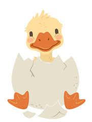 Animal Hatch Egg Duck Illustration