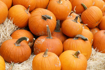 Thanksgiving and Halloween: Multiple pumpkins on and around stacks of hay. Pumpkin Patch.