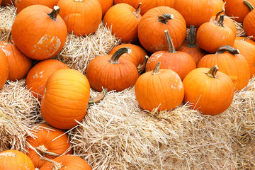 Thanksgiving and Halloween: Multiple pumpkins on and around stacks of hay. Pumpkin Patch.
