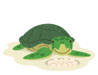 Animal Lay Eggs Turtle Illustration