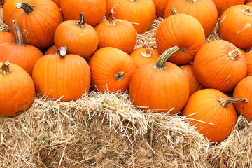 Thanksgiving and Halloween: Multiple pumpkins on and around stacks of hay. Pumpkin Patch.