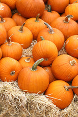 Thanksgiving and Halloween: Multiple pumpkins on and around stacks of hay. Pumpkin Patch.