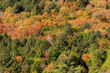 View of the autumn forest in Algonquin National Park. Ontario. Canada