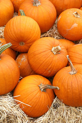 Thanksgiving and Halloween: Multiple pumpkins on and around stacks of hay. Pumpkin Patch.