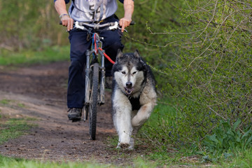 Chien de traîneau en course