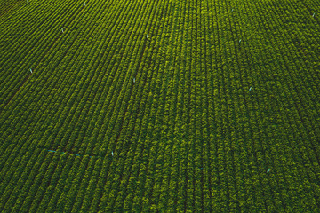 Aerial view from drone of peanut farm