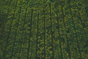 Aerial view from drone of sugarcane fields