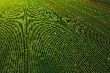 Aerial view from drone of peanut farm