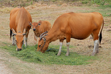 Bali cattle cows and calf - domesticated wild cattle (Javan banteng) from Bali, Indonesia.