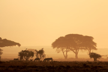 Naklejka na ściany i meble African sunset with silhouetted trees and plains zebras, Amboseli National Park, Kenya.