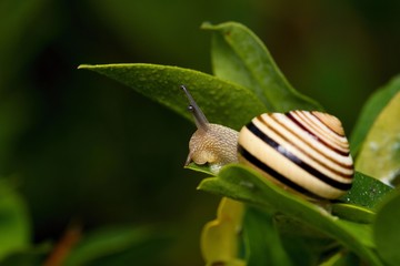 Snail in its natural environment, Danubian wetland, Slovakia, Europe