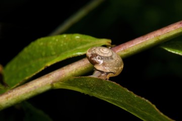Snail in its natural environment, Danubian wetland, Slovakia, Europe