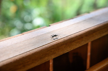 one black ant walk on the wood balcony