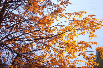 Trees with yellow leaves in the city