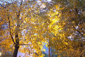 Trees with yellow leaves in the city